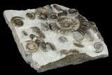 Rare Ammonite (Arnioceras) Cluster - Holderness Coast, England #176343-5